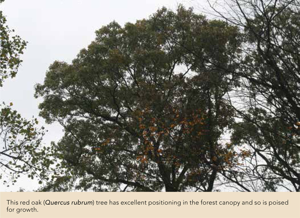 This red oak (Quercus rubrum) tree has excellent positioning in the forest canopy and so is poised for growth.