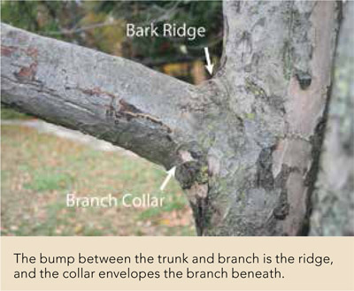 The bump between the trunk and branch is the ridge, and the collar envelopes the branch beneath.