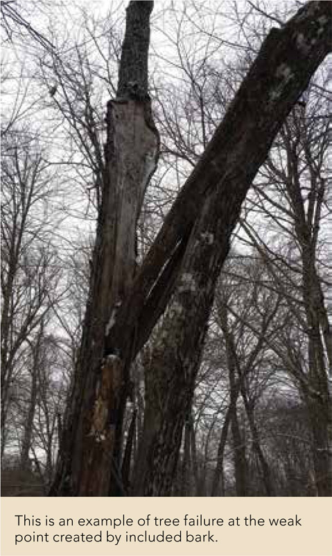 This is an example of tree failure at the weak point created by included bark.