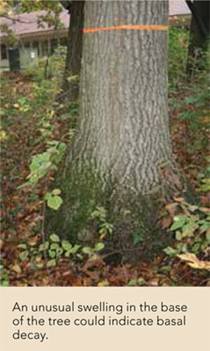 An unusual swelling in the base of the tree could indicate basal decay.