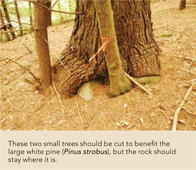 These two small trees should be cut to benefit the large white pine (Pinus strobus), but the rock should stay where it is.