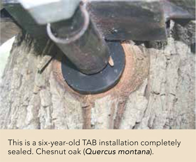 This is a six-year-old TAB installation completely sealed. Chesnut oak (Quercus montana).