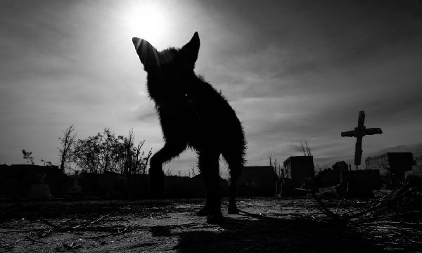 A dog standing in a graveyard

Description automatically generated with low confidence