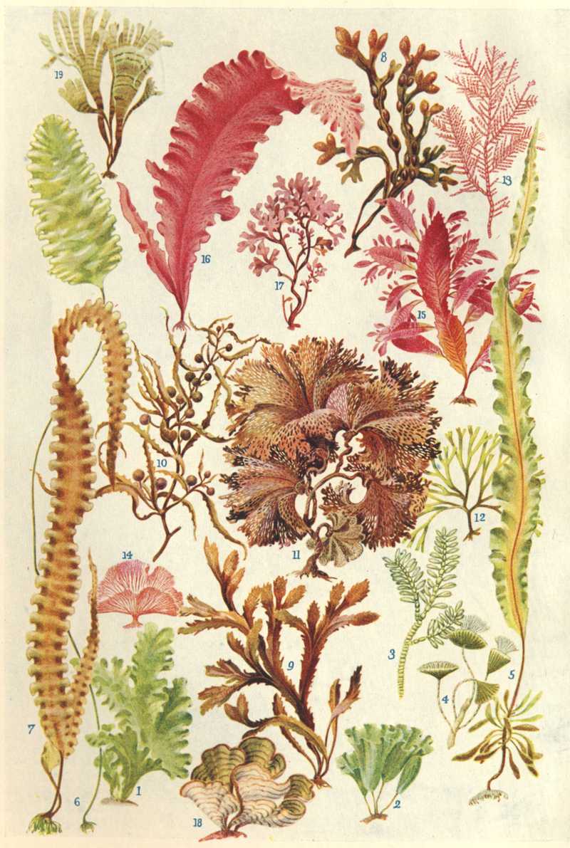 Frontispiece: Algae