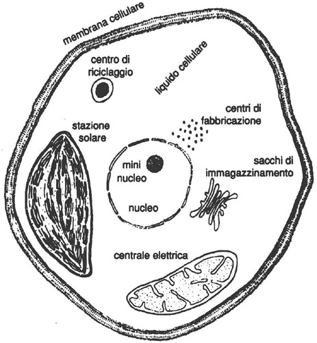 I componenti fondamentali di una cellula vegetale.