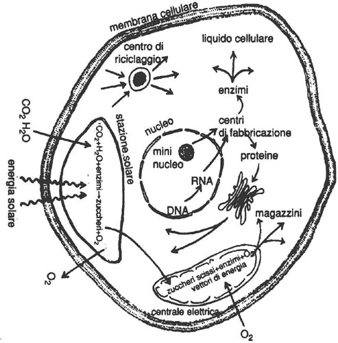 Processi metabolici in una cellula vegetale.