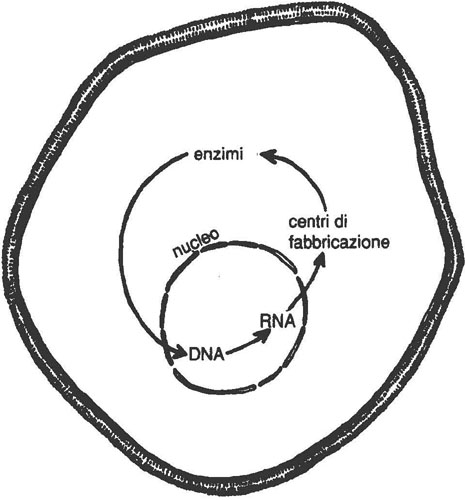 Componenti della rete autopoietica coinvolta nella riparazione del DNA.