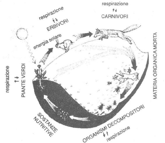 Un tipico ciclo alimentare.