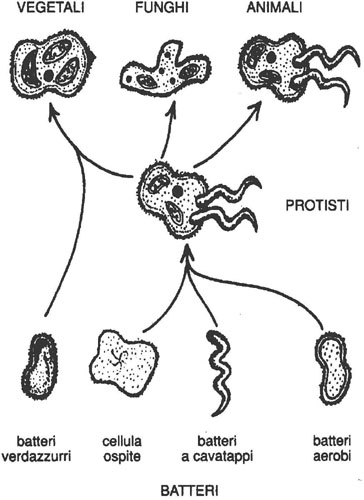 Relazioni evolutive fra i cinque regni della vita.