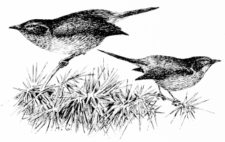 Types of Spanish Bird-Life DARTFORD WARBLER (Sylvia undata) Resident. Frequents deep furze-coverts, seldom seen (as we are constrained to represent it) in separate outline.