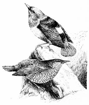 Types of Spanish Bird-Life ROCK-THRUSH (Petrocincla saxatilis) A beautiful spring-migrant to the highest sierras. Colours of male: opal, orange, and black, with a white “mirror” in centre of back. Female, yellow-brown barred with black.