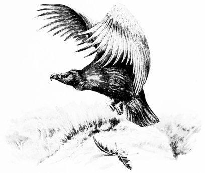 Types of Spanish Bird-Life BLACK VULTURE (Vultur monachus) Nests in the mountain-forests of Central Spain, and winters in Andalucia. Sketched in Cote Doñana—“Getting under way.”