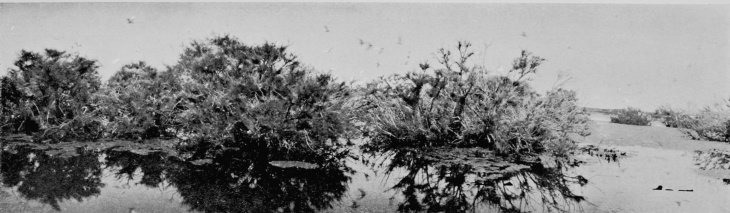 Egret-Heronry at Santolalla, Coto Doñana. (THE FOREGROUND IS SAND.) FROM PHOTOGRAPHS BY H. R. H. PHILIPPE, DUKE OF ORLEANS.