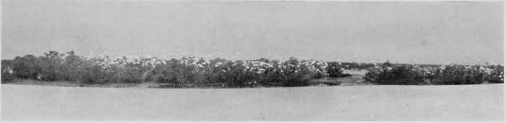 Egret-Heronry at Santolalla, Coto Doñana. (THE FOREGROUND IS SAND.) FROM PHOTOGRAPHS BY H. R. H. PHILIPPE, DUKE OF ORLEANS.