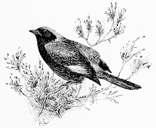 BLACKSTART (Ruticilla titys) Abundant in winter; retires to the sierra to nest.