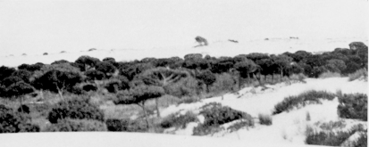 (3) A CORRAL, OR PINE-WOOD ENCLOSED BY SAND. Three Views in Coto Doñana.