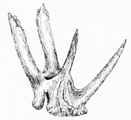 ABNORMAL CAST ANTLER (Picked up in Doñana.)