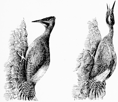 SPANISH GREEN WOODPECKER (Gecinus sharpei) (1) Alighting. (2) Calling.