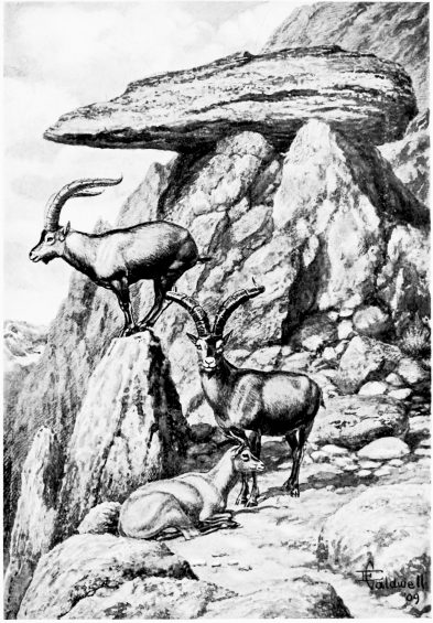 ON THE RISCO DEL FRAILE. Spanish Ibex in Sierra de Grédos..