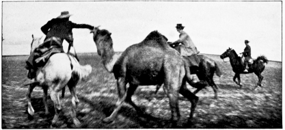 Wild Camels of the Marisma. PHOTOS BY H.R.H. PHILIPPE, DUKE OF ORLEANS. CAPTURING A WILD CAMEL. THE CAPTIVE.