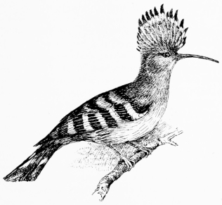 Types of Spanish Bird-Life HOOPOE (Upupa epops) The crest normally folds flat, backwards (as shown at p. 69), but at intervals flashes upright like a halo.