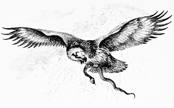 LAMMERGEYER [Drawn from life in Sierra Bermeja, March 1891.