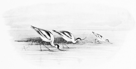 AVOCETS FEEDING Though long-legged, these are half-webfooted and swim freely.