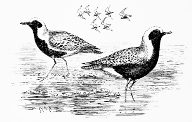 GREY PLOVERS In summer plumage, on route for Siberia—Marisma, May 12.