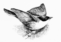 ORPHEAN WARBLER (Sylvia orphea) Arrives end of April; hardly so brilliant a songster as its specific title would import.