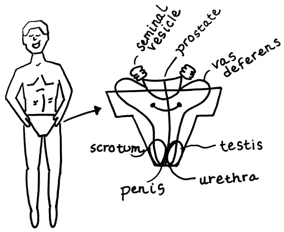 Here we have a basic, labeled diagram of Ken Doll male anatomy.