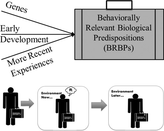 Figure 9.1 The Bases of Behaviorally Relevant Biological Predispositions and the Interactions with the Environment