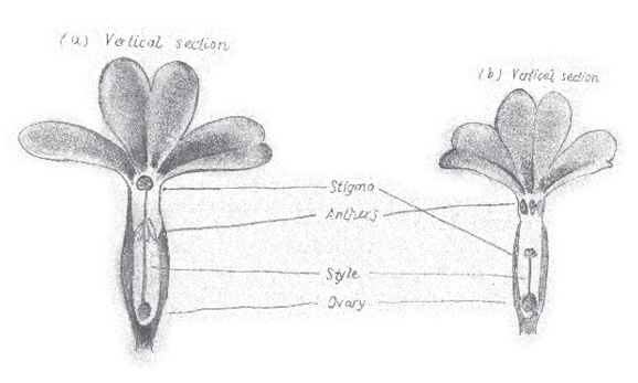 Two anatomical diagrams of a plants. They are titled "(a) Vertical section," and "(b) Vertical section," and terms "stigma," "anthers," "style," and "ovary" are labelled.