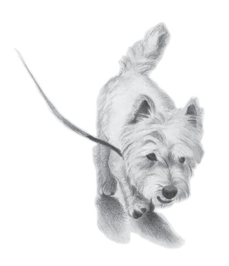 A west highland terrier walks on a leash with his nose to the ground and his tail up in the air.