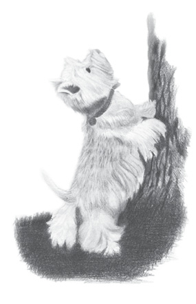 A drawing of Harvey at the base of a tree. He's up on his hind legs, looking up into the tree, with his front paws on the tree's trunk.