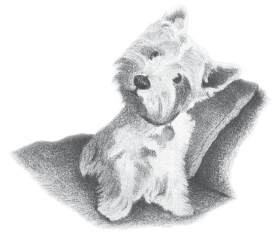 A drawing of Harvey sitting by a pillow. His head is cocked slightly to the side.