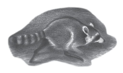 A drawing of a walking raccoon against a dark background.