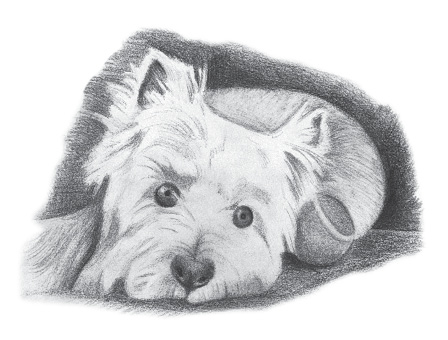 A drawing of Harvey resting with his eyes open and his chin down.