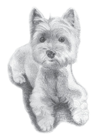 A drawing of Harvey resting on his stomach, with his head up and his ears perked.