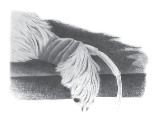 A drawing of Harvey's paw, dangling off of a flat surface. There is an intravenous tube running into his arm, and a bandage is wrapped around the area where the tube enters his arm.