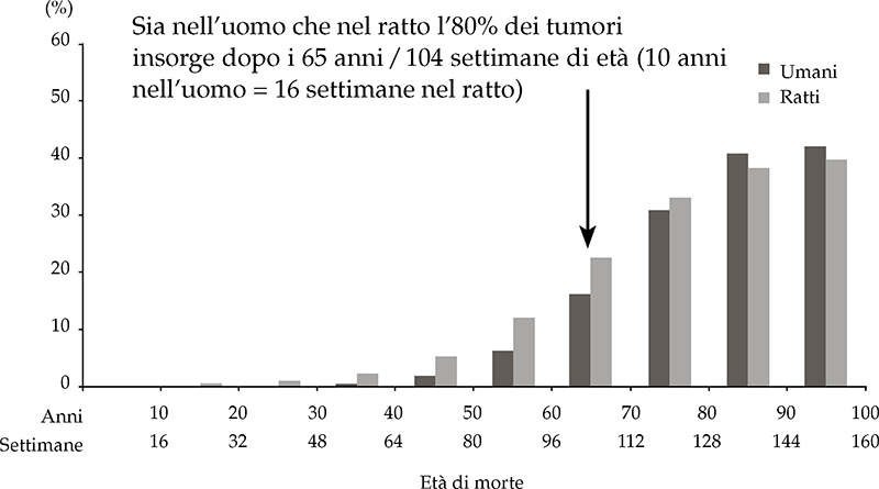 Il grafico evidenzia come l’insorgenza dei tumori maligni nell’uomo aumenti dopo i 65 anni di età, che nel ratto equivalgono a 104 settimane.