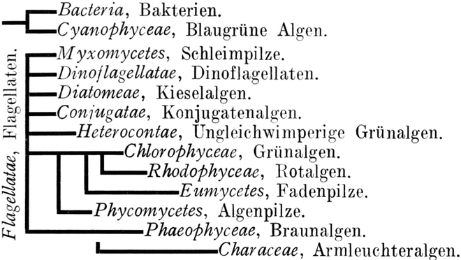 Die 14 Klassen der Thallophythen