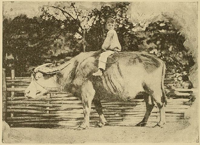 The Useful Buffalo: For All Hauling-purposes.