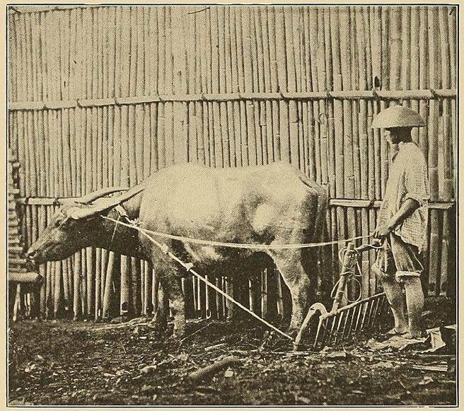 A Buffalo in Harness: Harrowing the Soil.