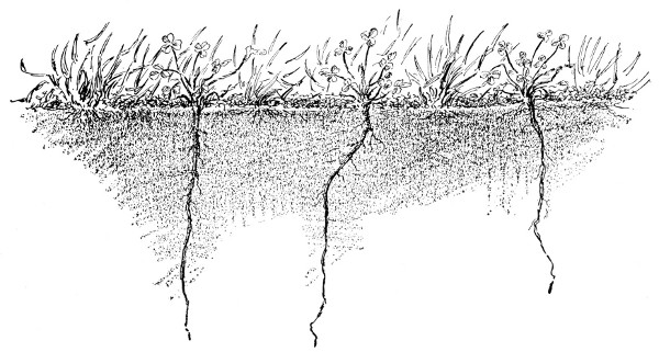 Fig. 40. The clover roots penetrate the soil deeply.