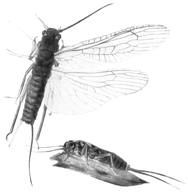 Fig. 54. Stone-fly, showing one pair of wings. The lower figure is a nymph. Twice natural size.