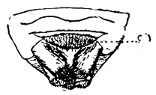 Fig. 102. Spinnerets and cribellum of a curled-thread weaver.