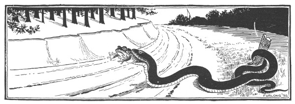 Fig. 120. Snakes frequently swallow toads hind legs foremost, as shown in the picture. This is especially true of the garter snake, which is a great enemy of the toad.