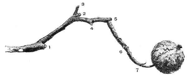 Fig. 218.—A fruit-spur which has borne six apples. Half size.