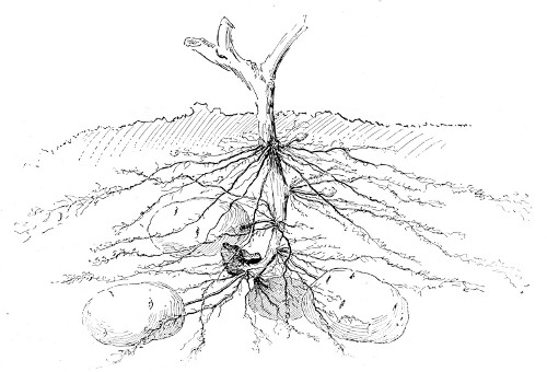 Fig. 272. Underground part of potato plant in mellow soil.