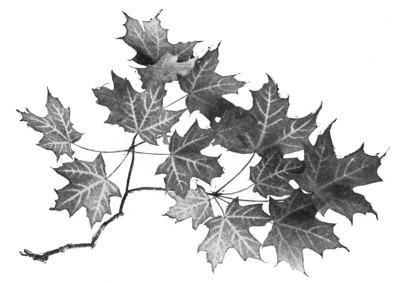 Fig. 284. Sugar maple.